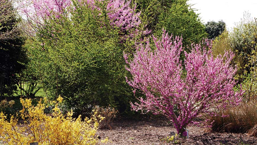 planting scene with redbuds