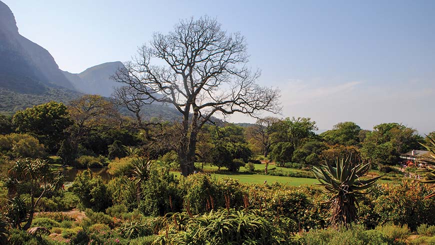 garden in South Africa
