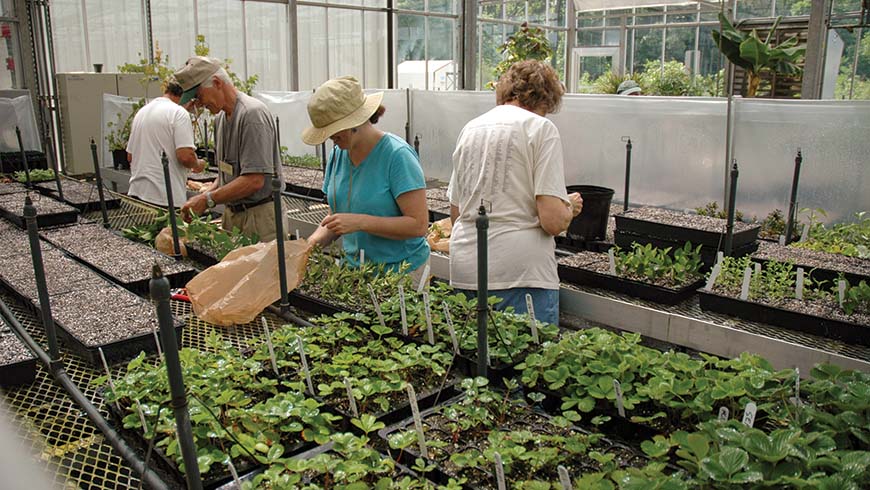 volunteers propagating plants in greenhouse
