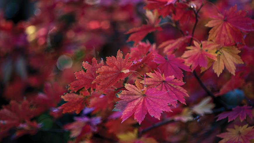 fall color on Acer pseudosieboldianum subsp. takesimense foliage