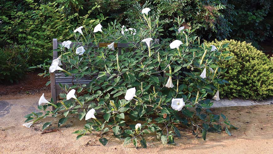 Datura growing up through a bench that hasn't been used in months due to COVID-19 closure