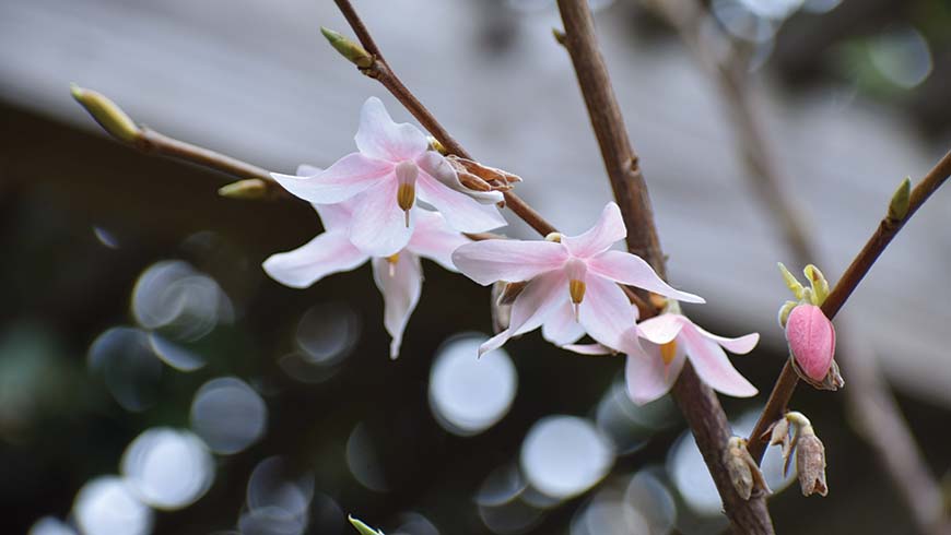 Melliodendron xylocarpum 'Suzuki Pink'