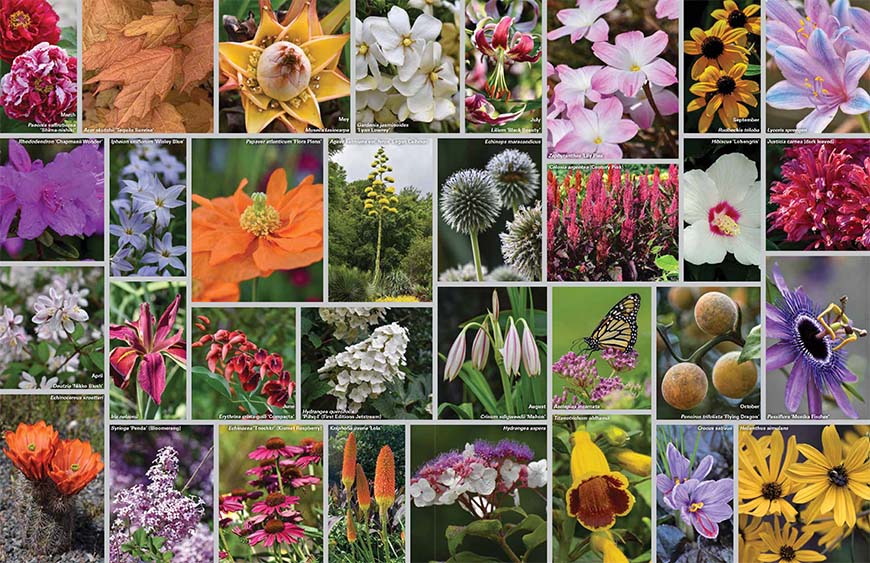 collage of plants that flowered from March through October