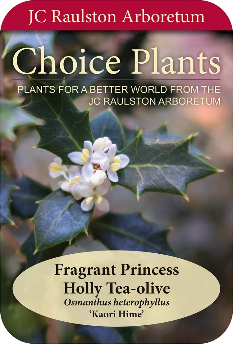 Choice Plants label