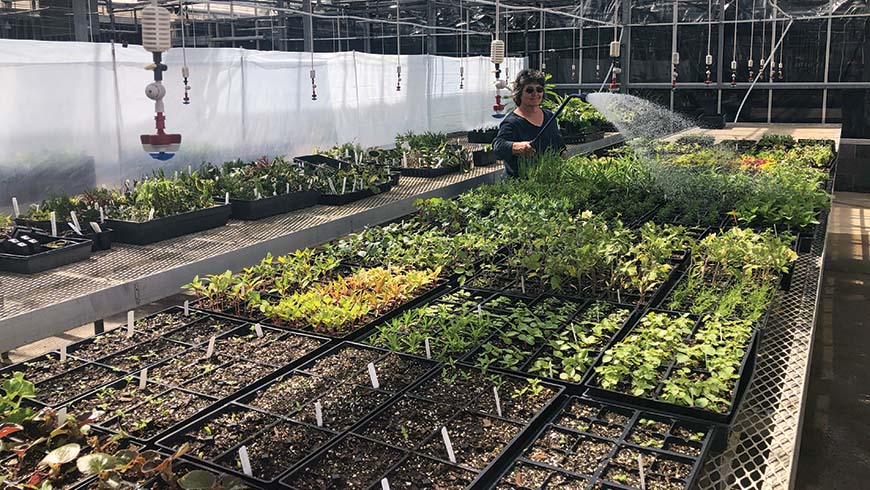 Bernadette Clark watering bedding plants in greenhouse