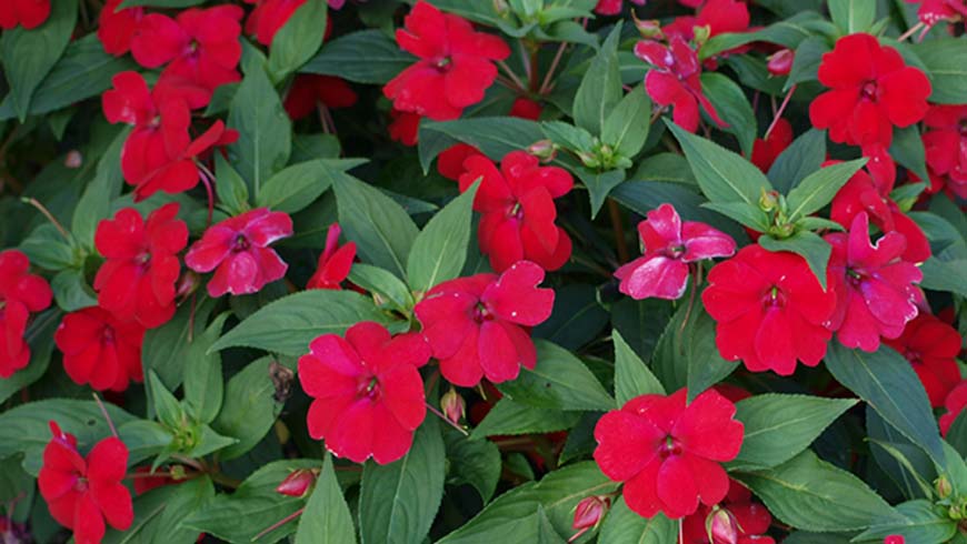 Impatiens 'Balbiged' (Big Bounce Red)