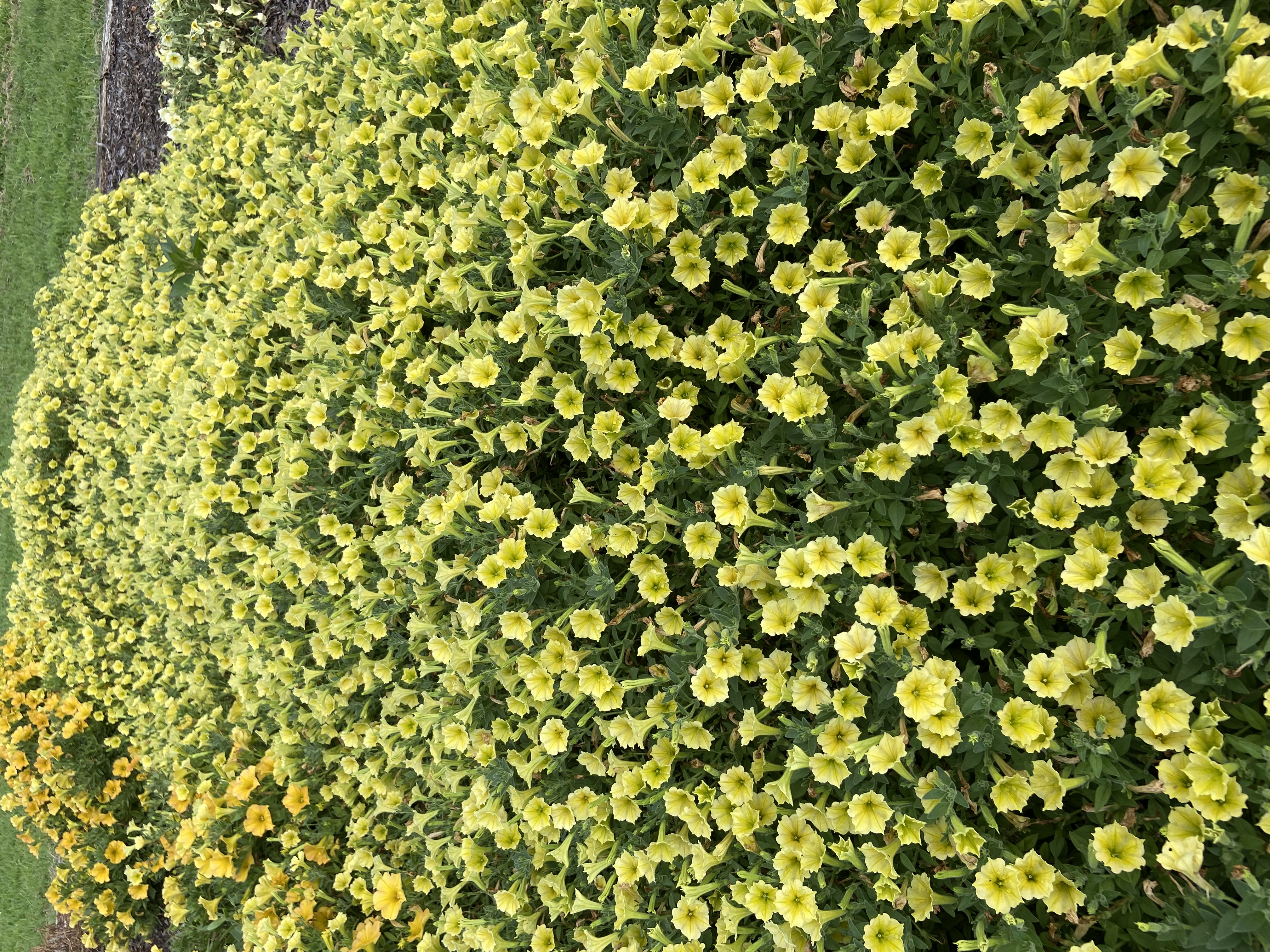 Petunia Supertunia Mini Vista Yellow