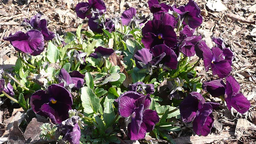 Viola ×wittrockiana 'PAS954556' (Cool Wave™ Purple)