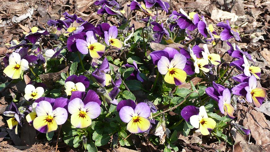 Viola cornuta (Endurio® Blue Yellow with Purple Wing)
