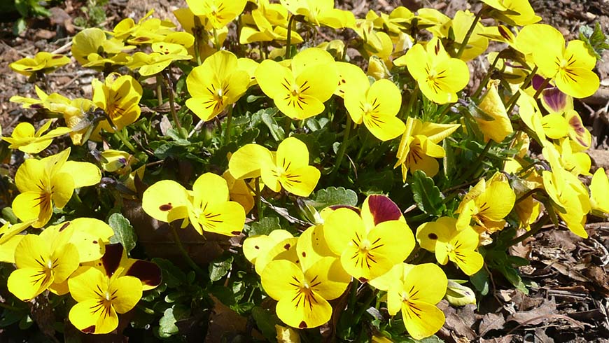 Viola cornuta (Endurio® Pure Yellow)