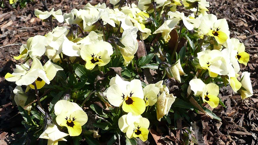 Viola cornuta (Penny Primrose Blotch)