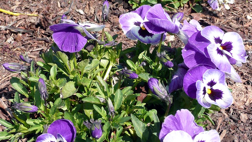 Viola ×wittrockiana (Spring Matrix Blue Wing)