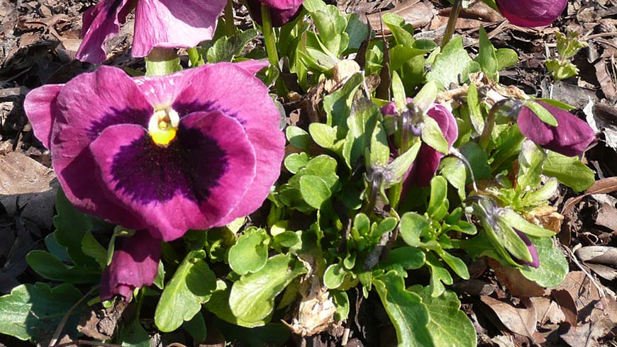 Viola ×wittrockiana (Spring Matrix Rose Blotch)
