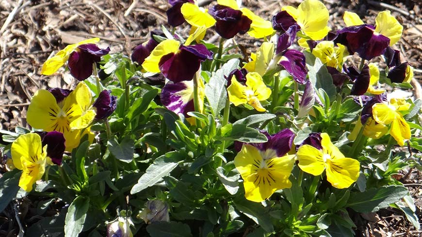 Viola cornuta (Penny Primrose Blotch)