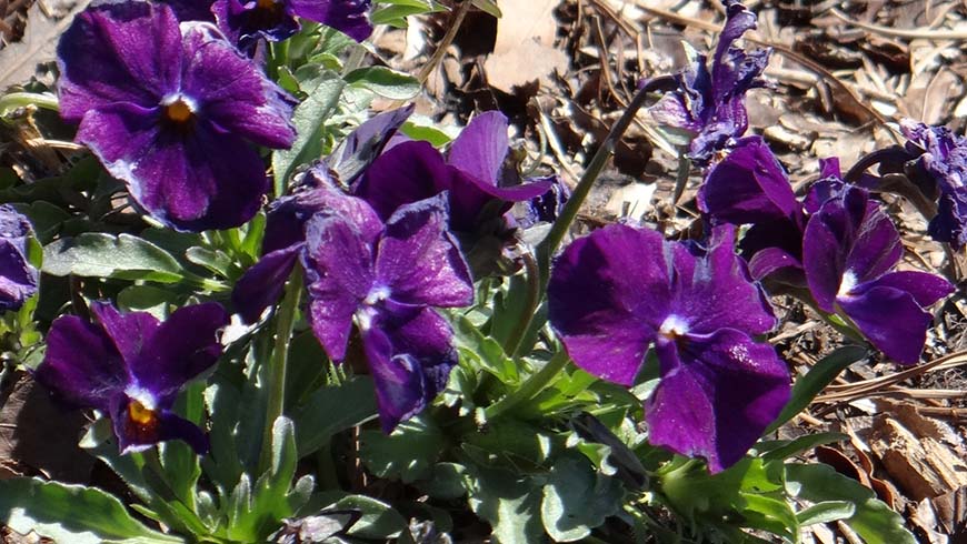 Viola ×wittrockiana (Wonderfall™ Purple with Face)