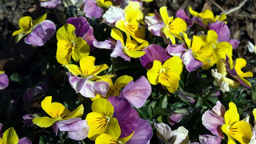 Viola cornuta (Sorbet™ XP Yellow Pink Jump Up)