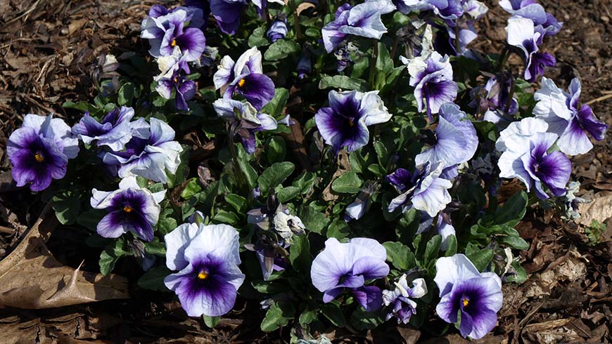 Viola cornuta (Sorbet™ XP Beaconsfield Improved)