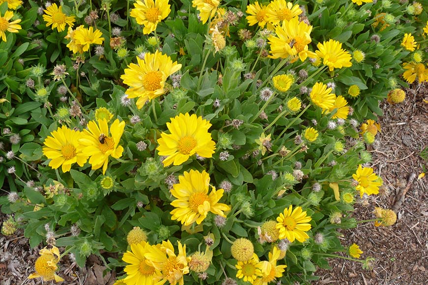 Gaillardia ×grandiflora 'Mesa Yellow'