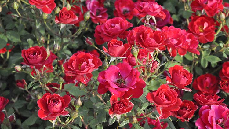 Rosa 'Sunrosa Red'