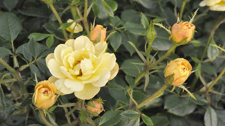 Rosa 'Sunrosa Yellow'