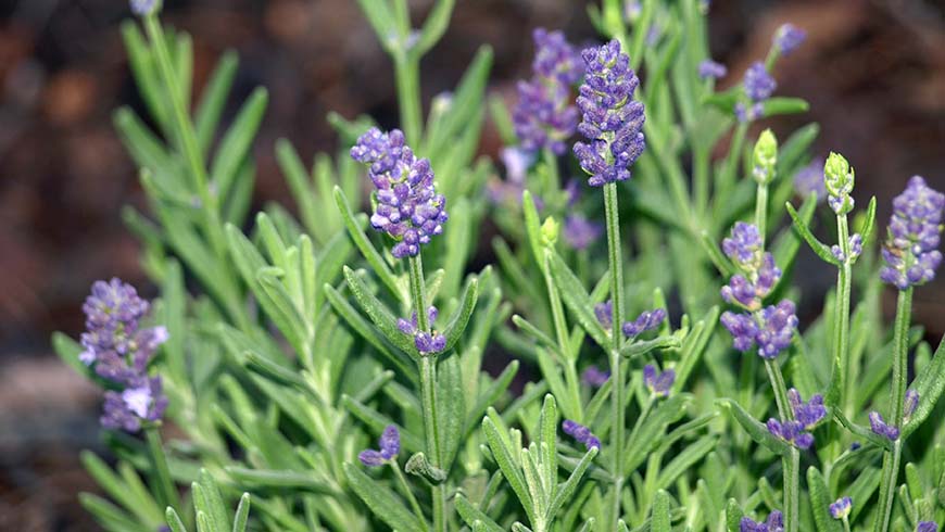 Lavandula angustifolia - Blue Scent Early lavender