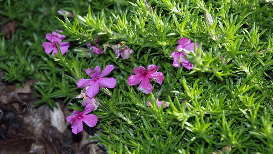 Phlox subulata - Spring Dark Pink moss phlox