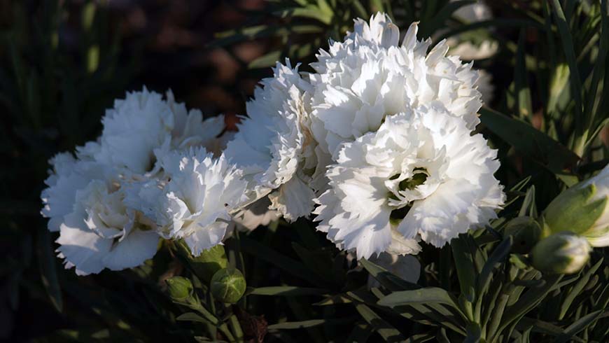 Dianthus - Odessa Pure carnation
