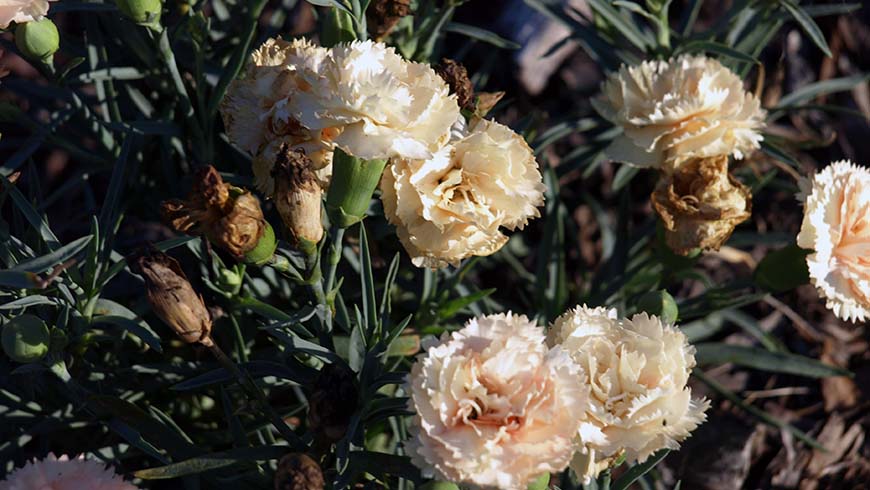 Dianthus - Odessa Bling Bling carnation