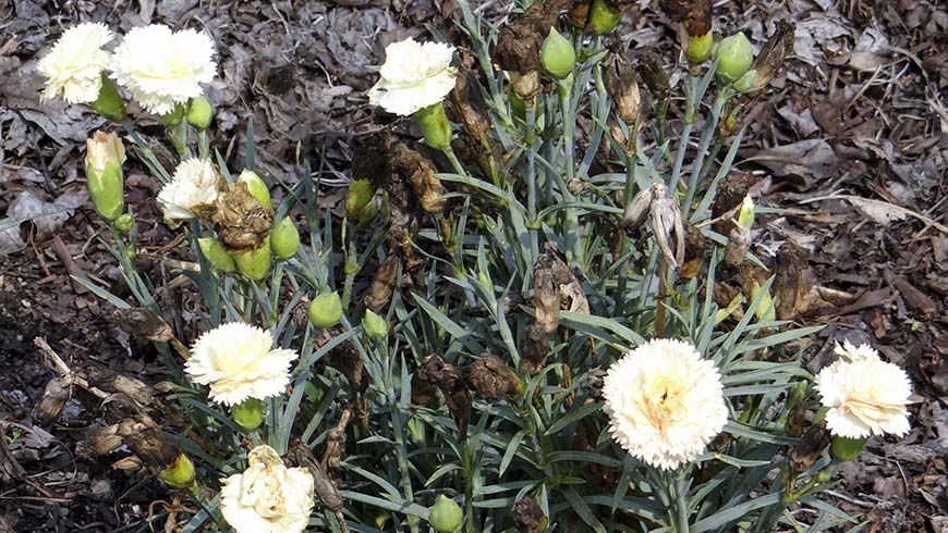 Dianthus - Odessa Bling Bling carnation