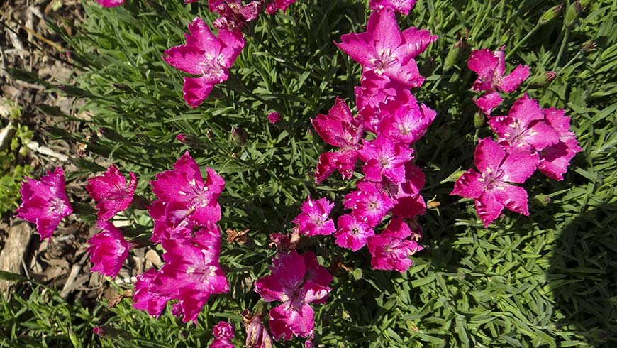 Dianthus - Kahori pink