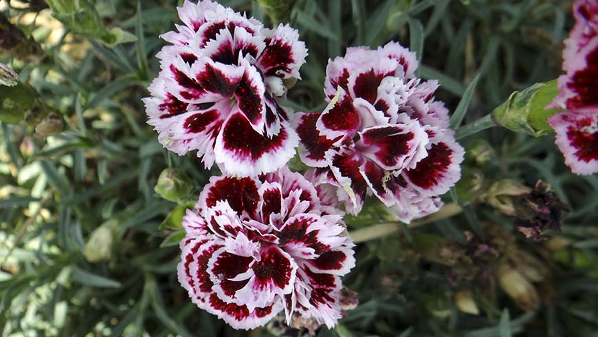Dianthus - Odessa Pierrot carnation