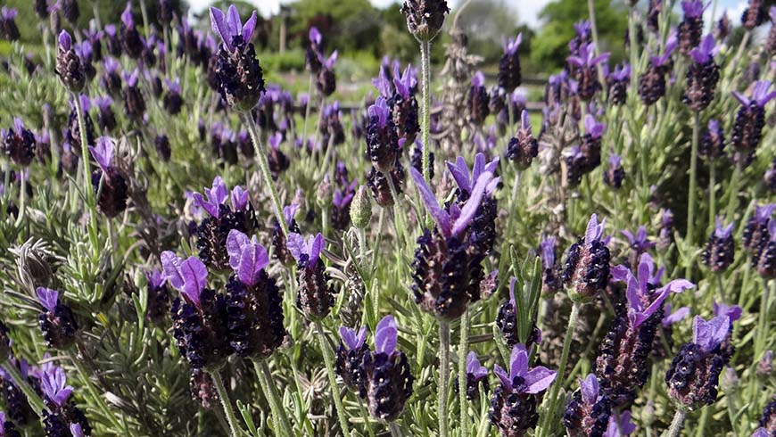 Lavender stoechas - Experimental Javelin Winter Hardy Lilac lavender