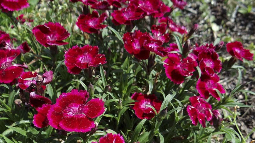 Dianthus - Olivia Cherry carnation