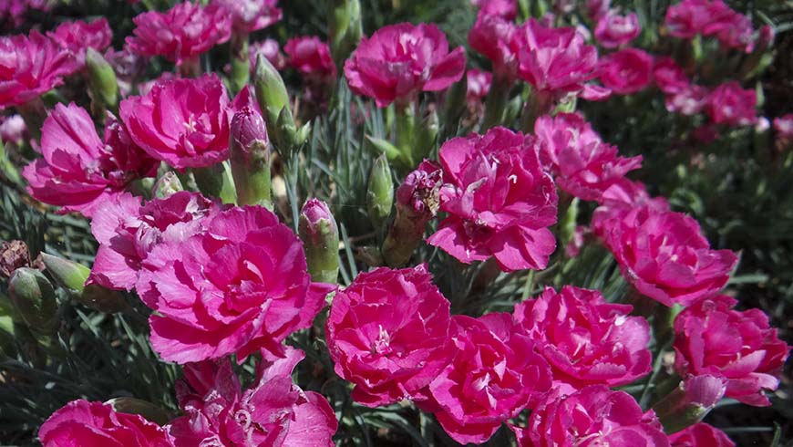 Dianthus - Odessa Aston carnation