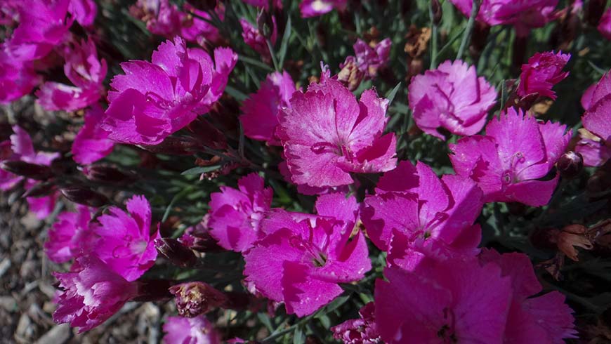 Dianthus - Beauties Kate pink