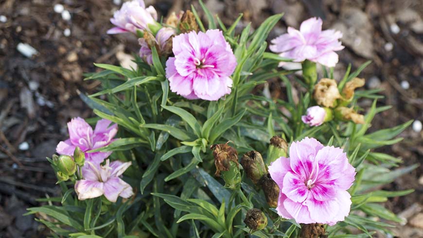 Dianthus - Odessa Easy Pink carnation