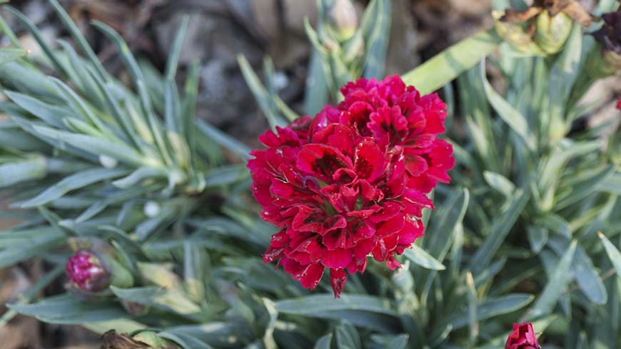Dianthus - Odessa Red carnation