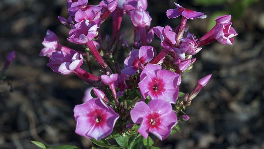 Phlox 'Barphlearpideye' - Early Pink Dark Eye hybrid garden phlox
