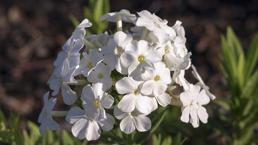 Phlox paniculata - Early White garden phlox
