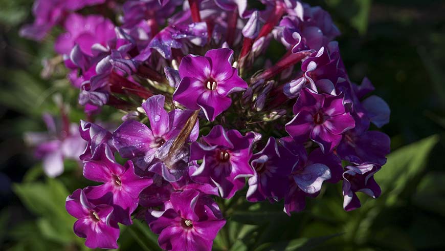 Phlox 'Barphlopanearpur' - Early Purple hybrid garden phlox