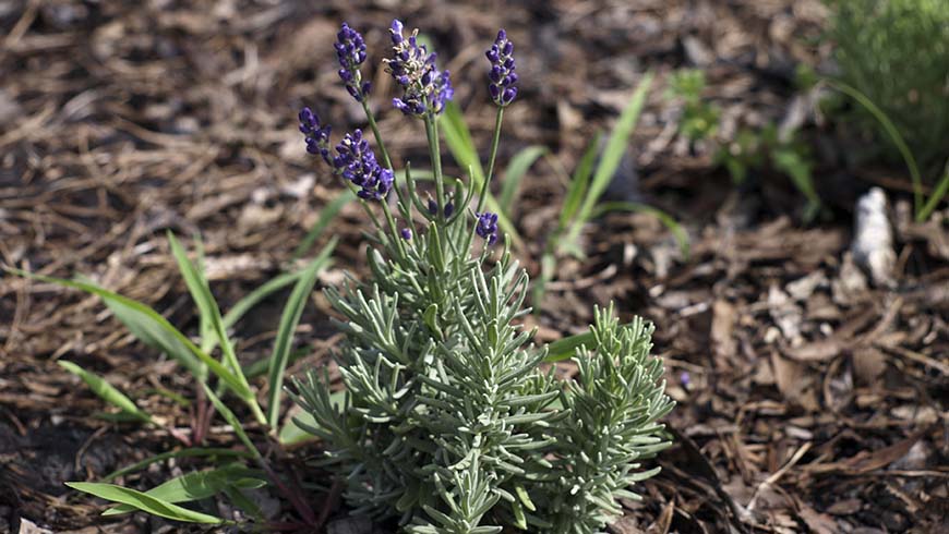 Lavandula angustifolia - Aromatico Autumn Blue lavender