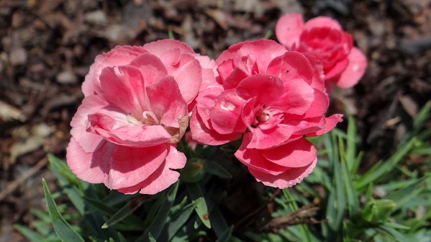 Dianthus - Sunflor Norah carnation