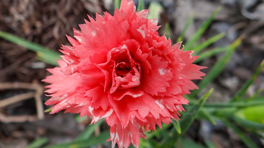 Dianthus - Sunflor Mimi carnation