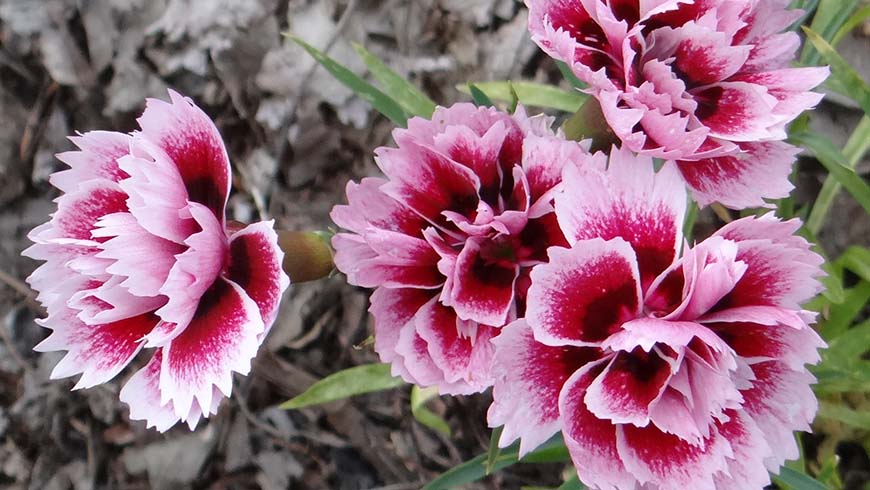 Dianthus - Odessa Amy carnation