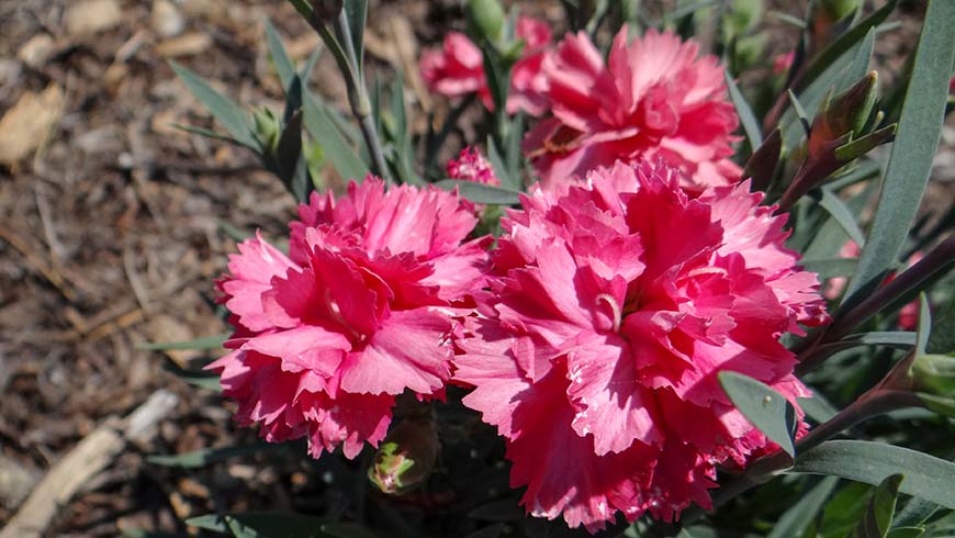 Dianthus - Sunflor Abby carnation