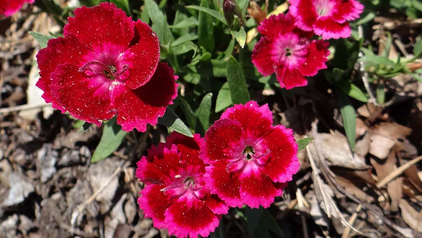 Dianthus - Olivia Cherry carnation
