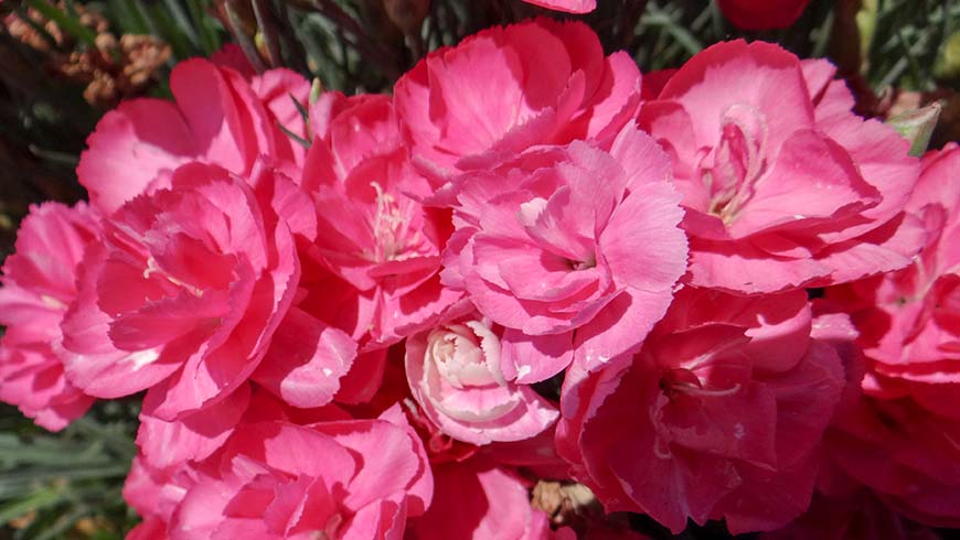 Dianthus - Odessa Aston carnation