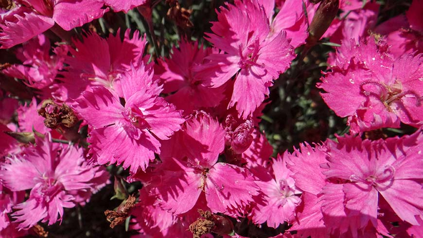 Dianthus - Beauties Naomi pink