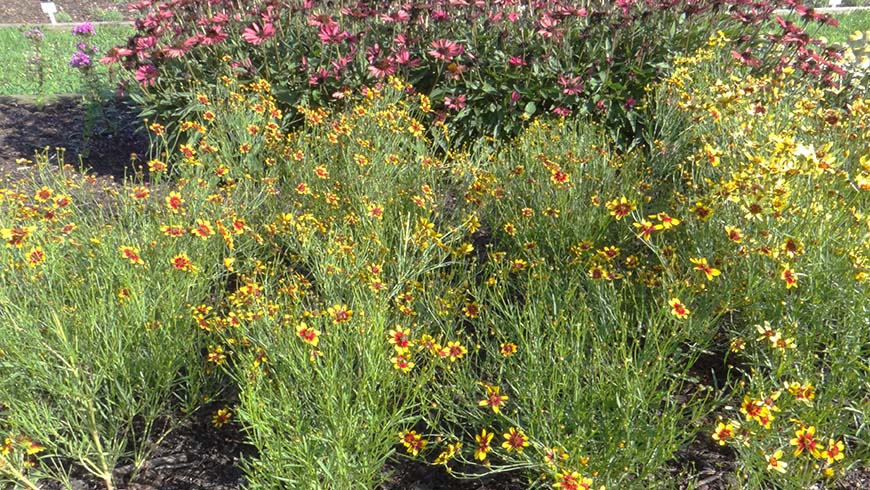 Coreopsis rosea - Satin & Lace Red Tapestry tickseed