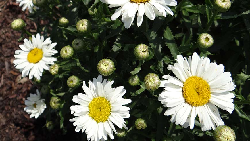 Leucanthemum - Sweet Daisy Christine Shasta daisy